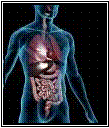3-D Image of Man with Internal Organs Highlighted.